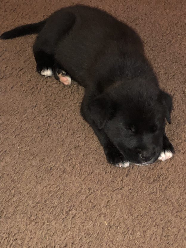 Miss Muffet’s Grand Adventure