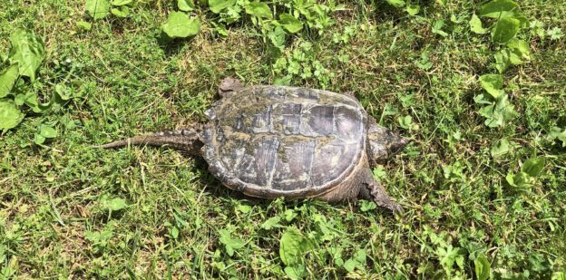 A little nature time…