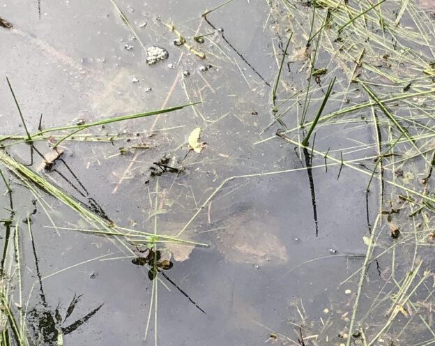 How many eggs make chicken tenders?