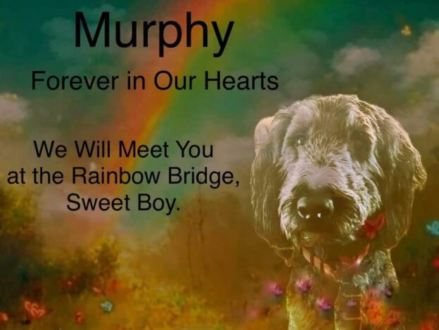 R.I.P. Murphy 7/2/2017 – 2/22/2024